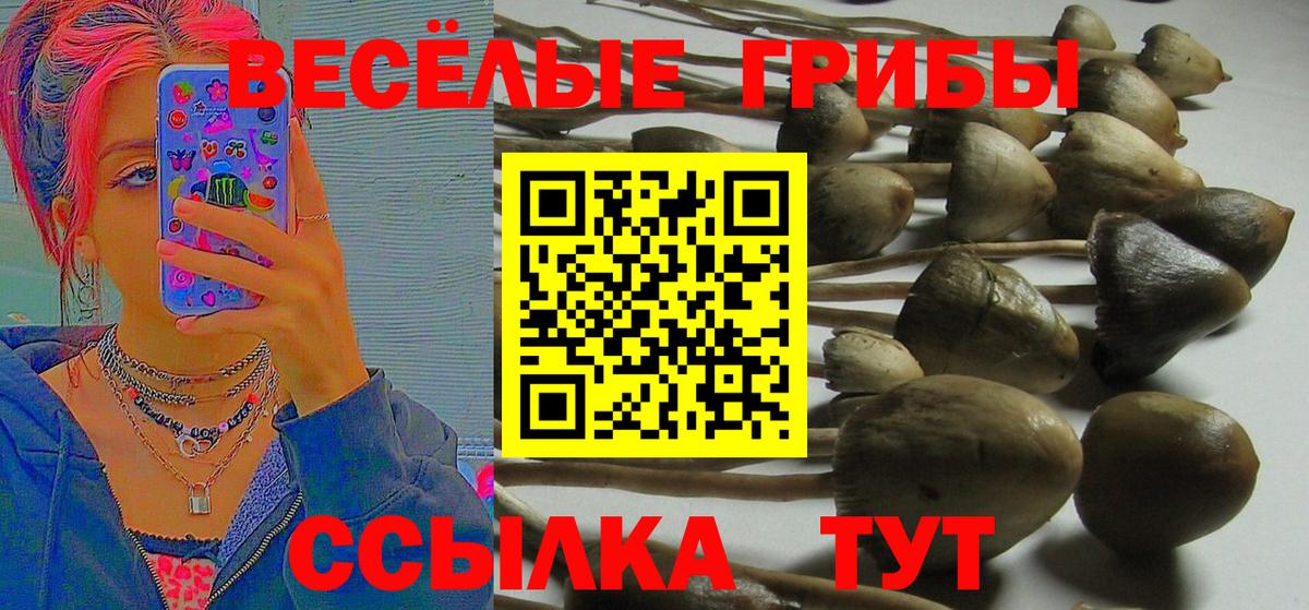 Псилоцибиновые грибы прущие грибы Бийск